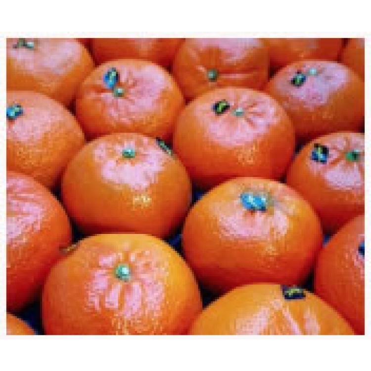 Oranges per KG