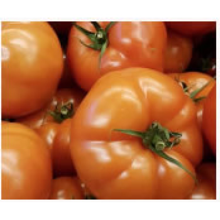 Tomatoes per KG