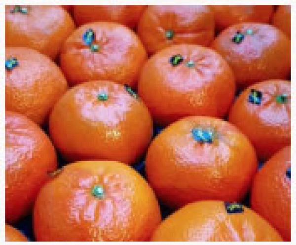 Oranges per KG