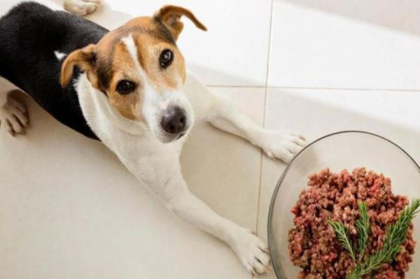 RAW Dog Food