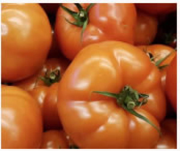 Tomatoes per KG