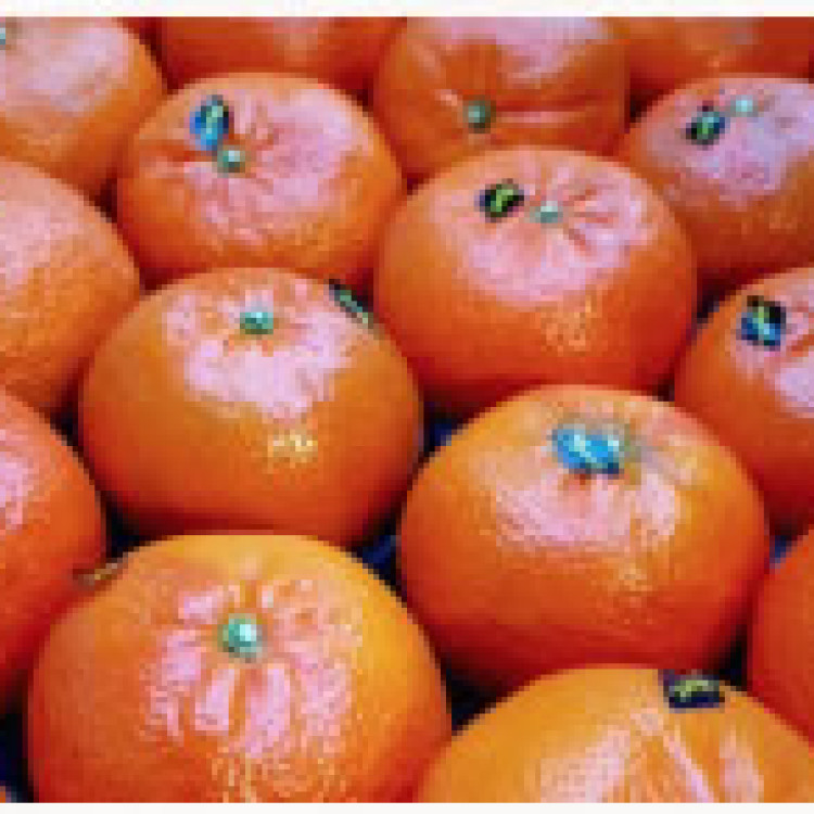 Oranges per KG