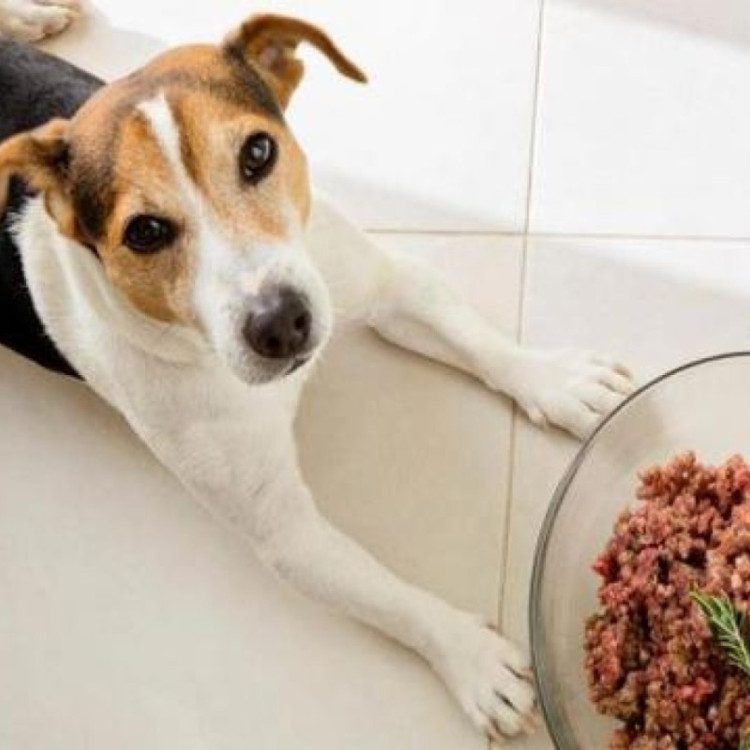 RAW Dog Food