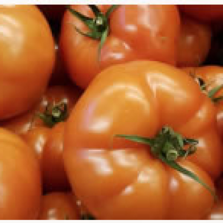 Tomatoes per KG