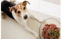 Thumbnail of raw-dog-food_400087.jpg