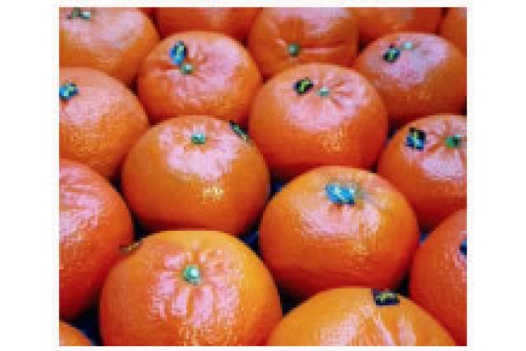 Oranges per KG