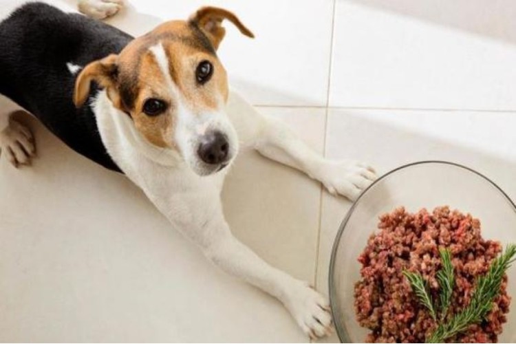 RAW Dog Food
