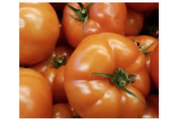 Tomatoes per KG
